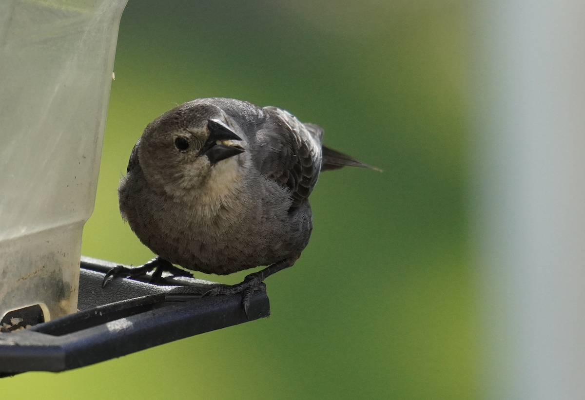 Brown-headed Cowbird - Ethan K