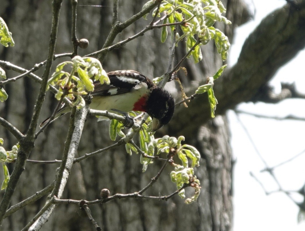 Rose-breasted Grosbeak - Deanna Young