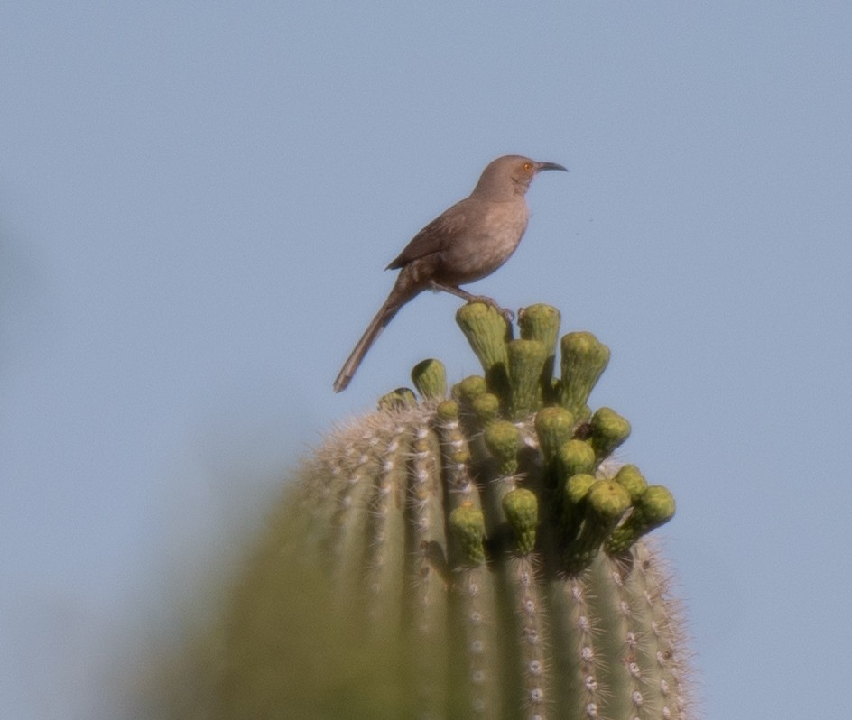 Curve-billed Thrasher - Dennis Utterback