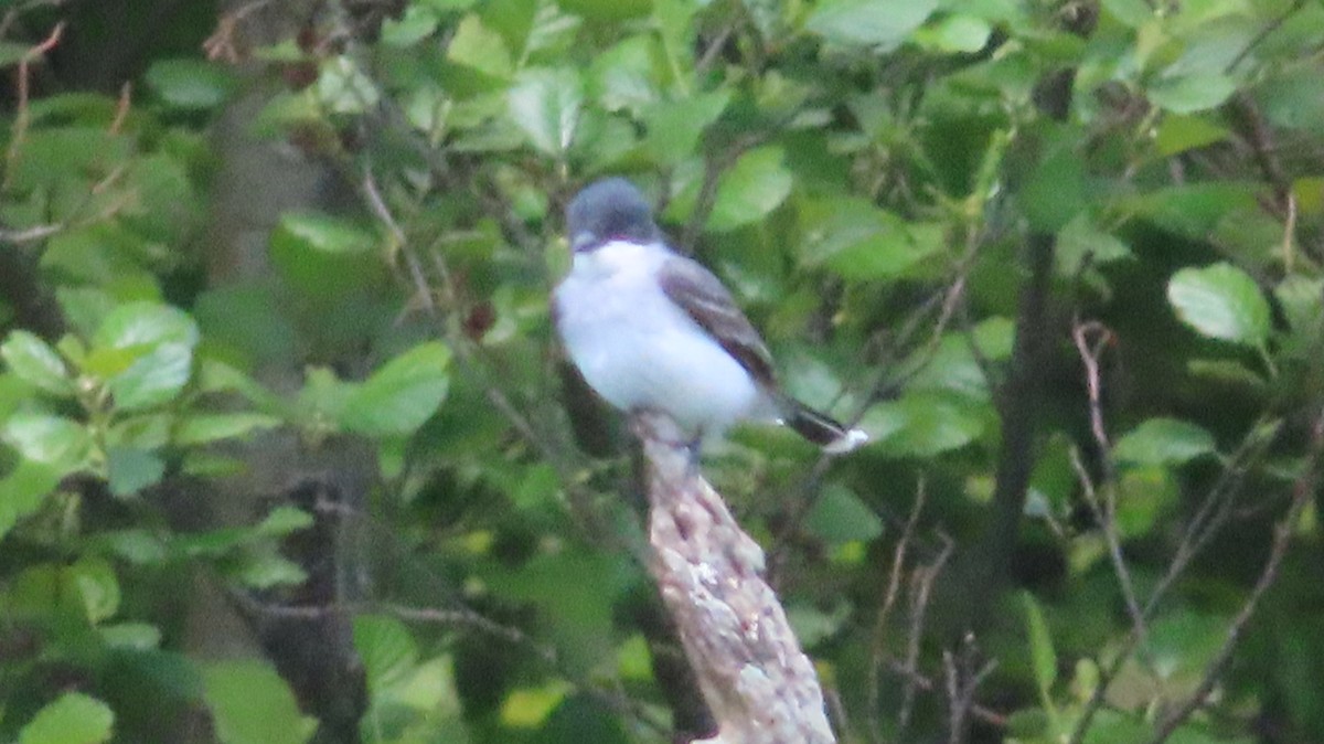 Eastern Kingbird - Gregory Allen