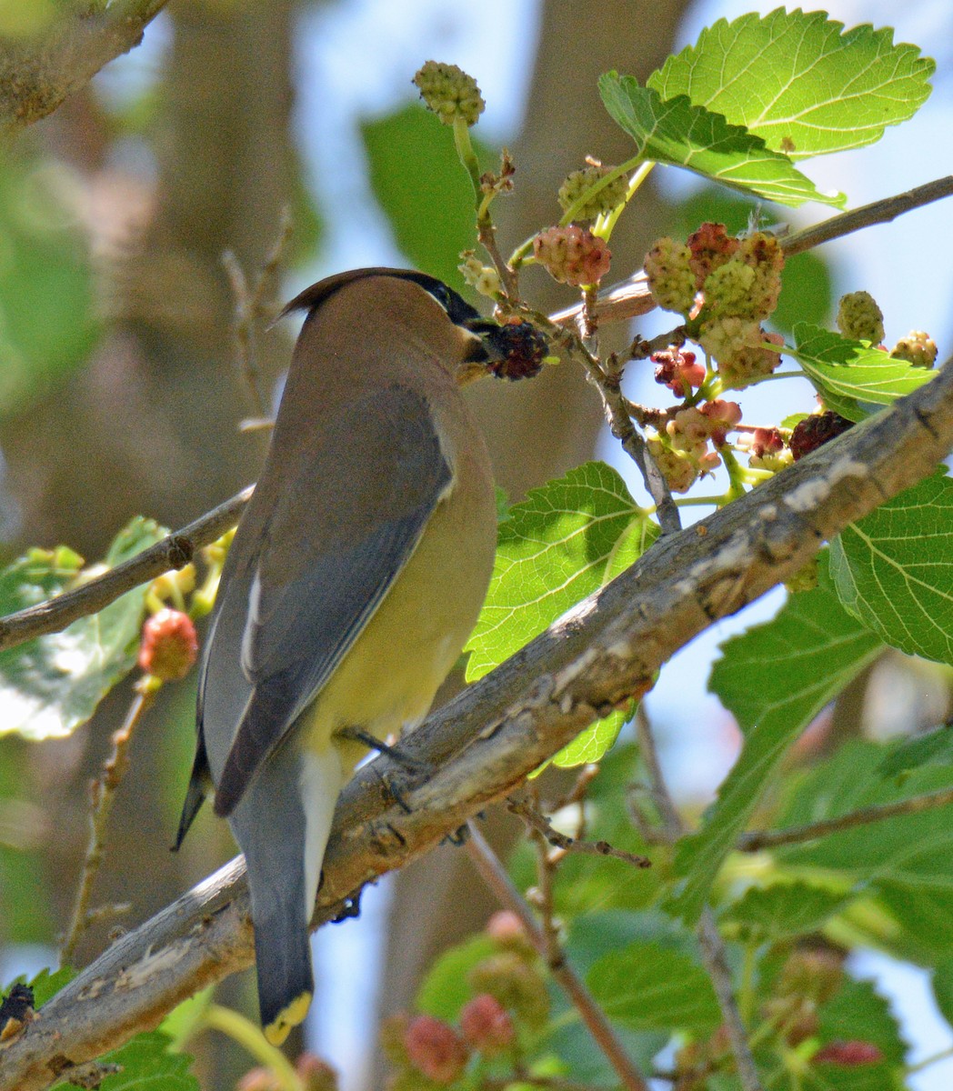 Cedar Waxwing - Michael J Good