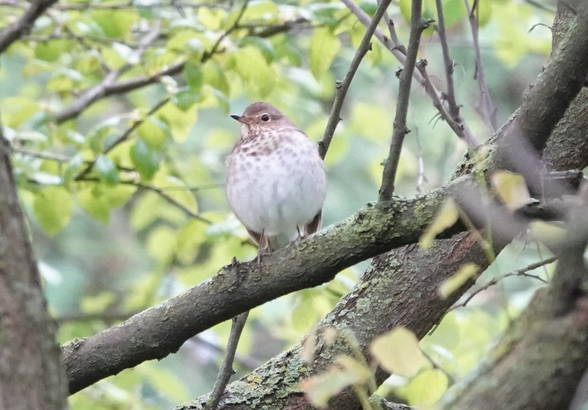 Swainson's Thrush - ML618794498