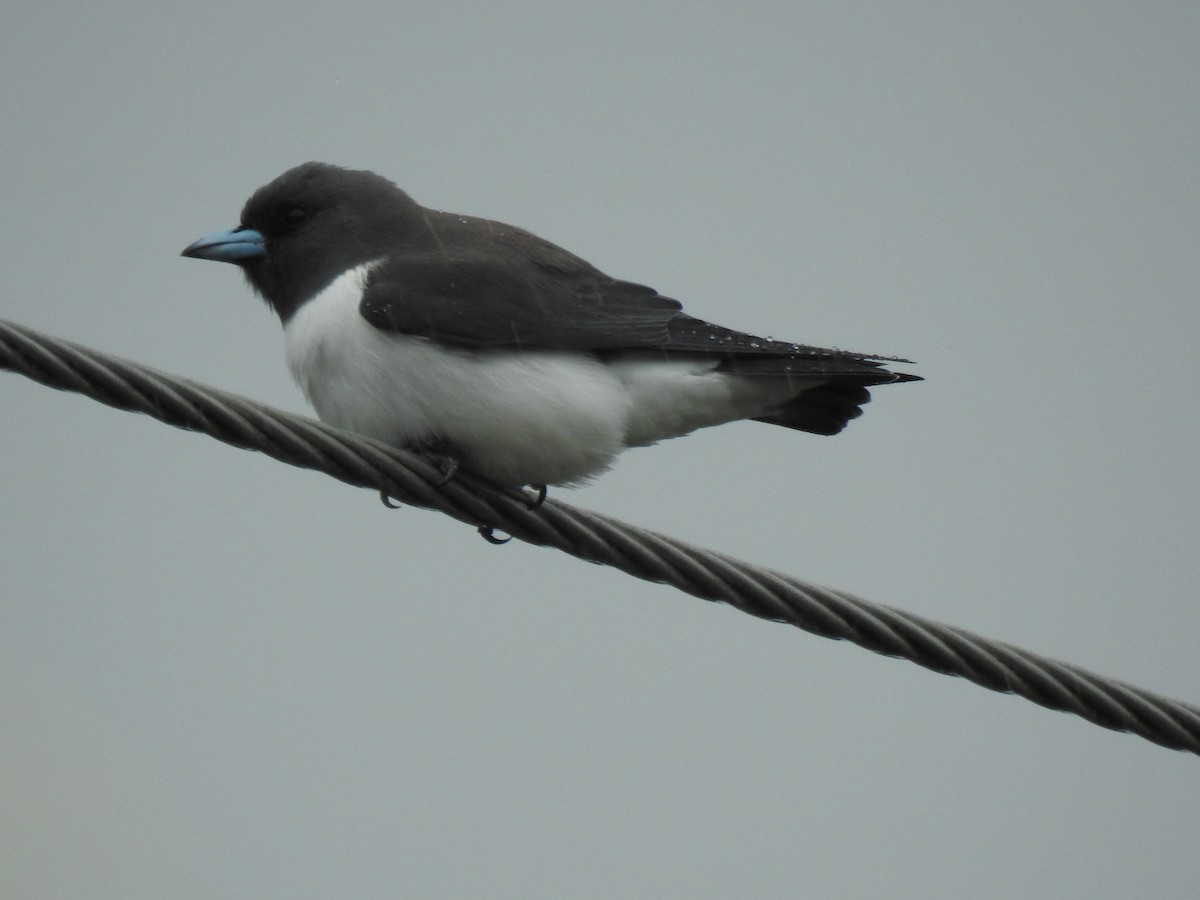 White-breasted Woodswallow - Monica Mesch