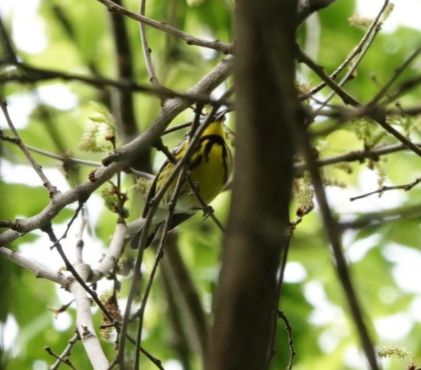 Magnolia Warbler - ML618794519