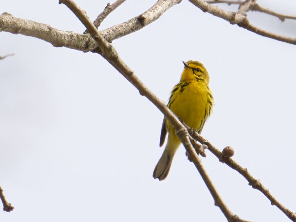 Prairie Warbler - ML618794536