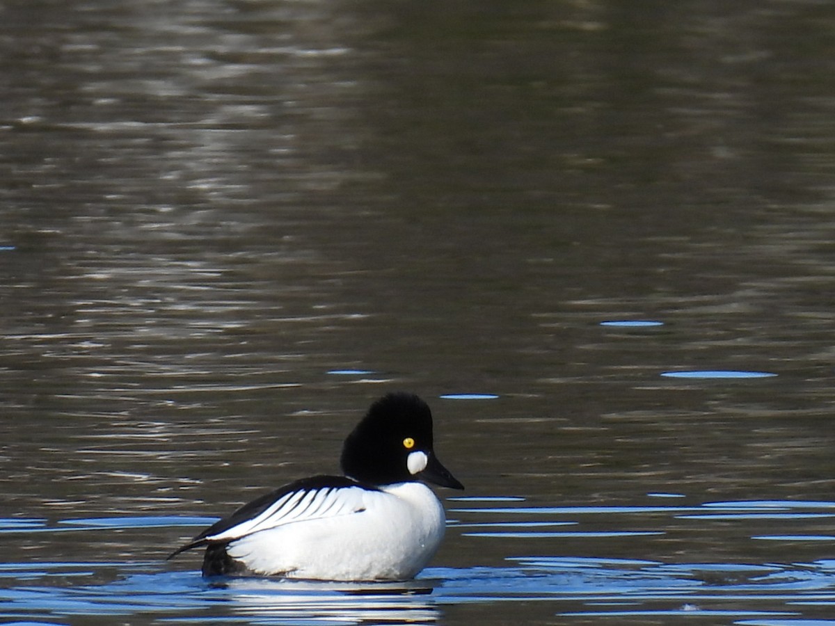 Common Goldeneye - Joe McGill