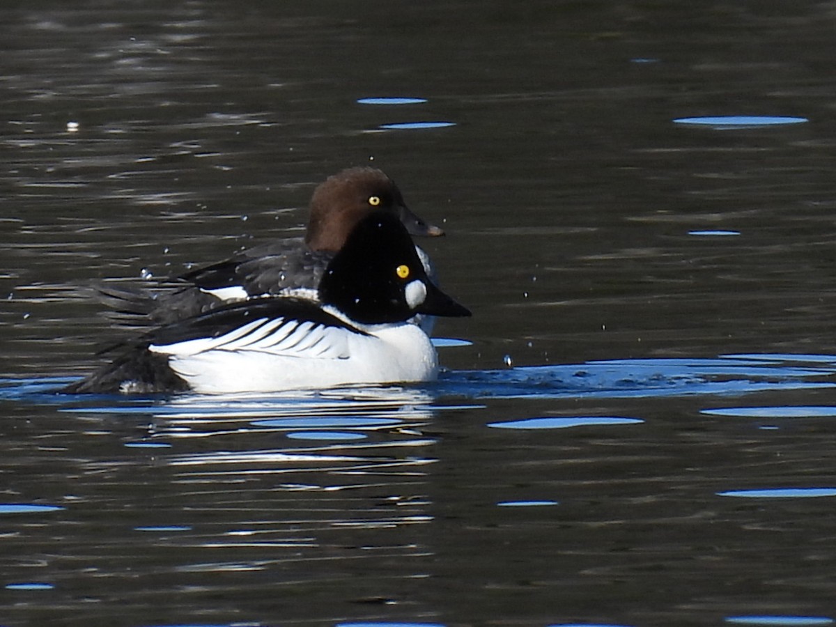 Common Goldeneye - Joe McGill