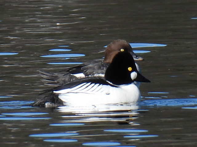 Common Goldeneye - Joe McGill