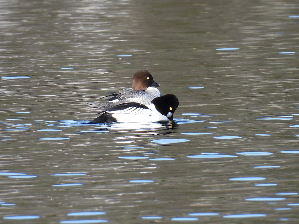 Common Goldeneye - Joe McGill