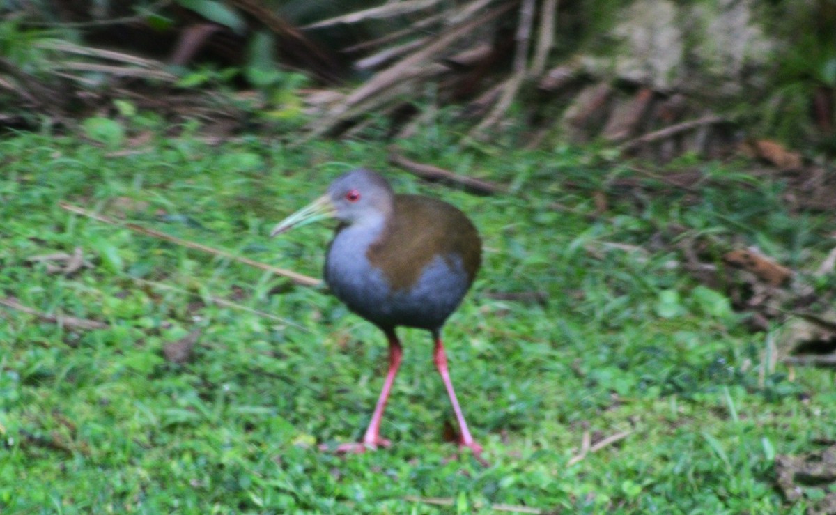 Slaty-breasted Wood-Rail - Pedro Behne