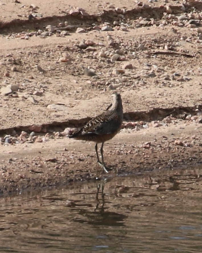 Long-billed Dowitcher - ML618794568