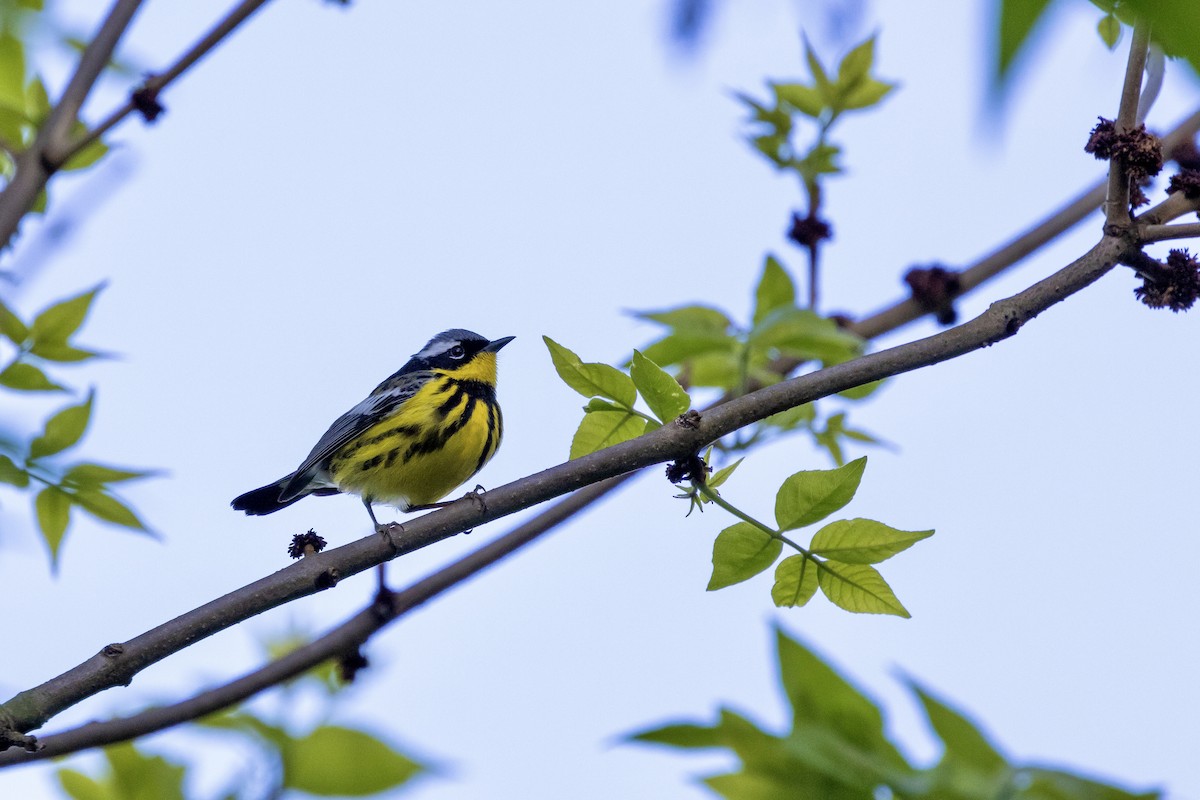 Magnolia Warbler - ML618794574