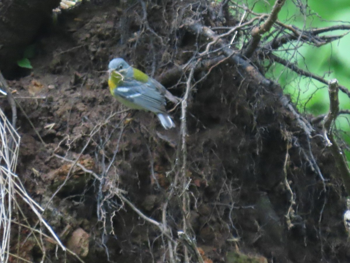 Northern Parula - Marisa Rositol