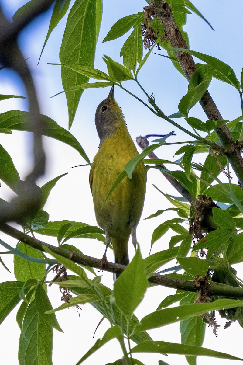 Nashville Warbler - ML618794584