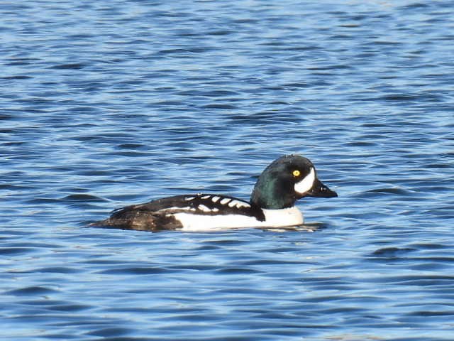 Barrow's Goldeneye - ML618794587