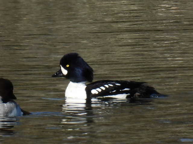 Barrow's Goldeneye - ML618794588