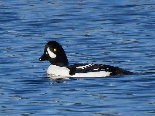 Barrow's Goldeneye - ML618794592