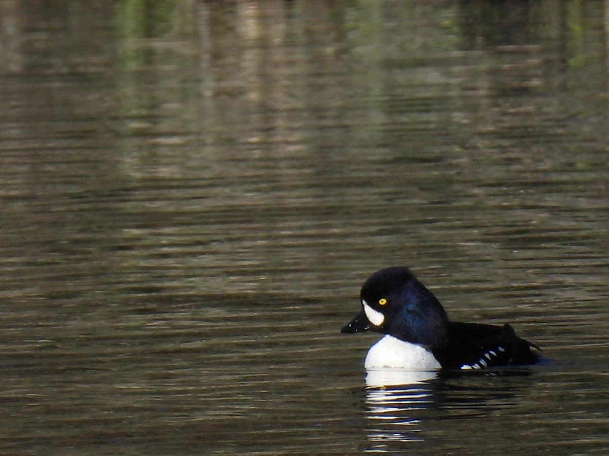 Barrow's Goldeneye - Joe McGill