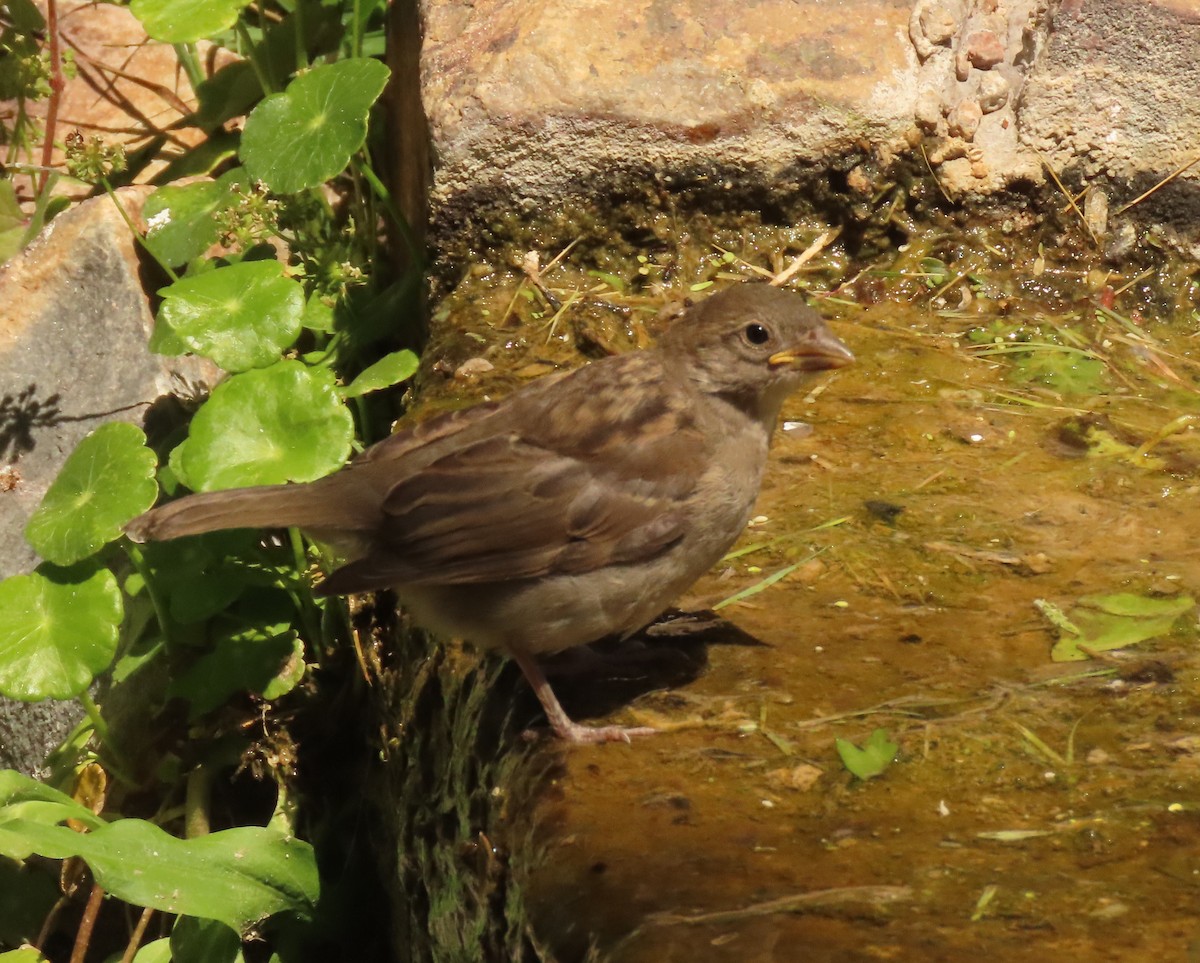 House Sparrow - Mark Stevenson