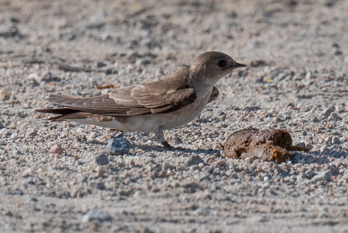 Northern Rough-winged Swallow - ML618794609
