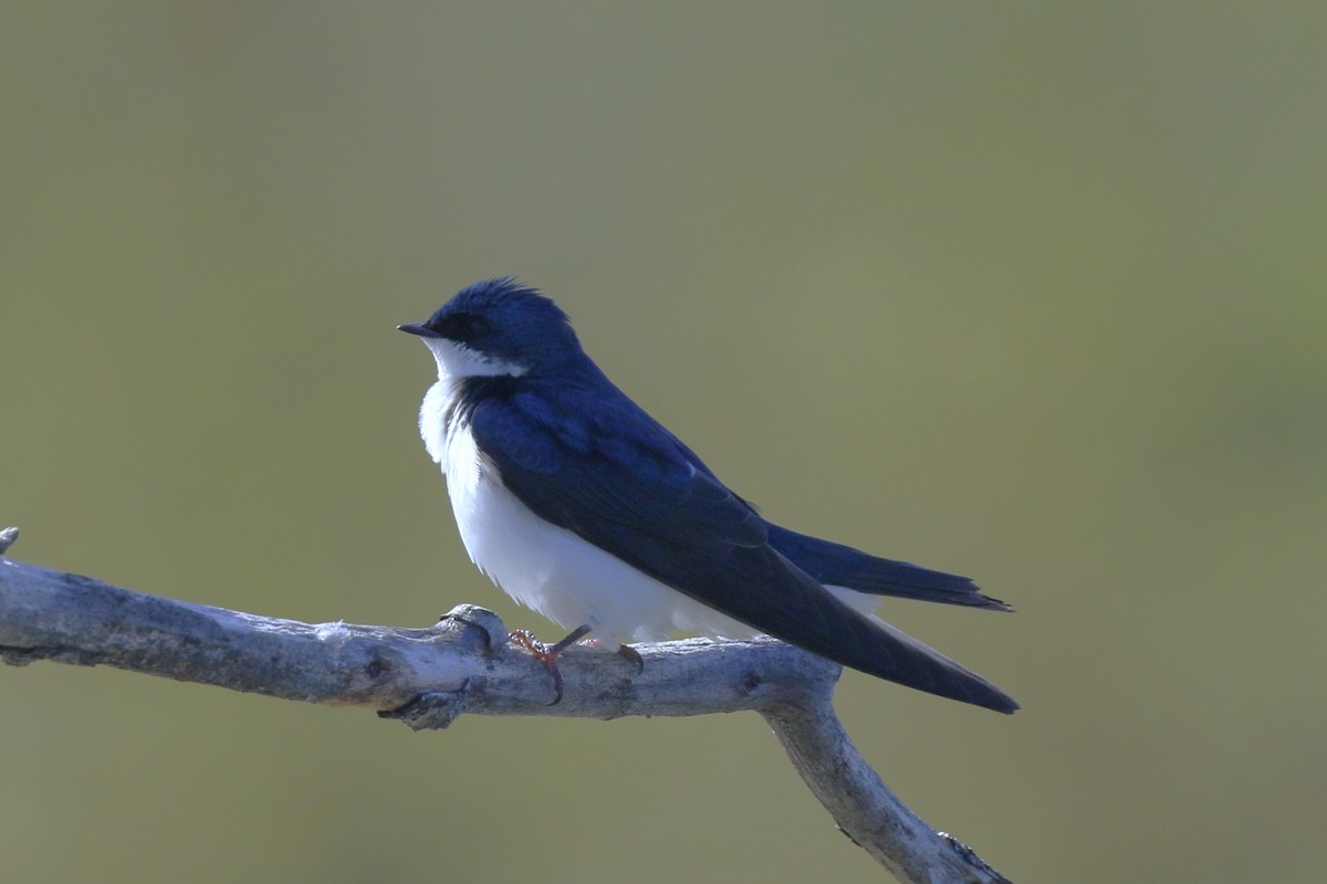 Tree Swallow - ML618794611