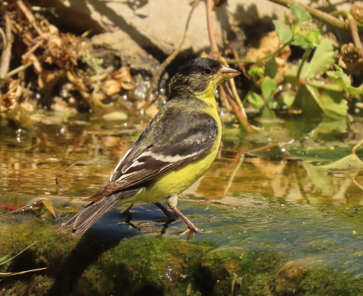 Lesser Goldfinch - Mark Stevenson