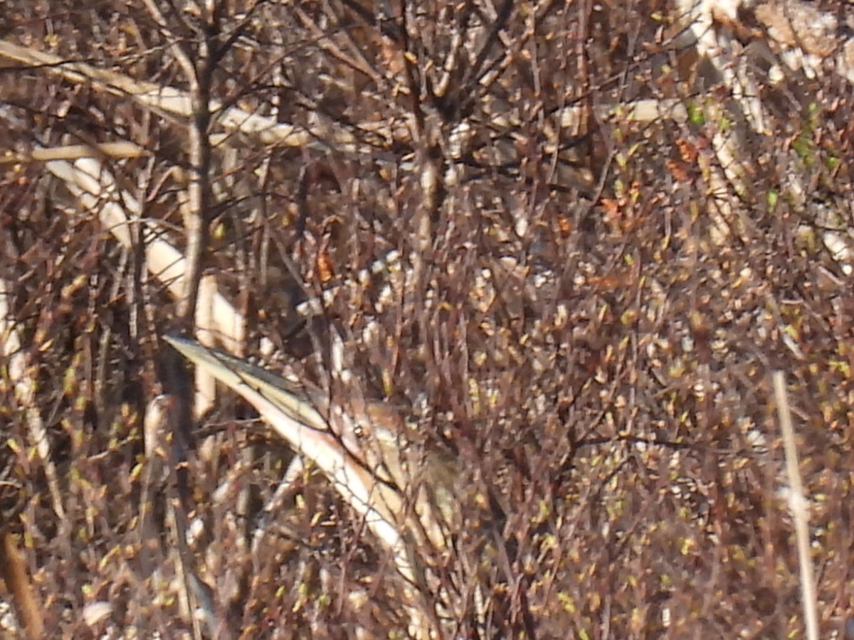 American Bittern - Joe McGill