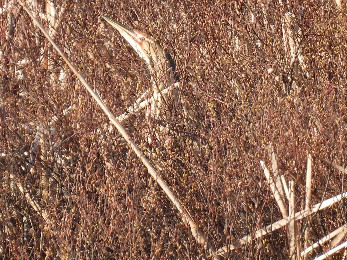 American Bittern - Joe McGill