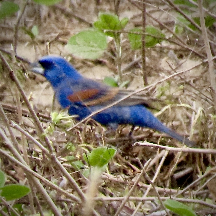 Blue Grosbeak - Vickie Park