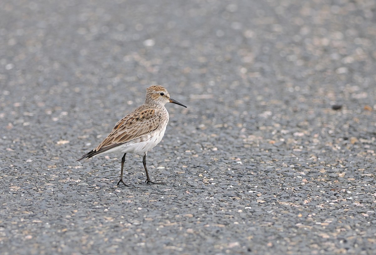 White-rumped Sandpiper - ML618794669