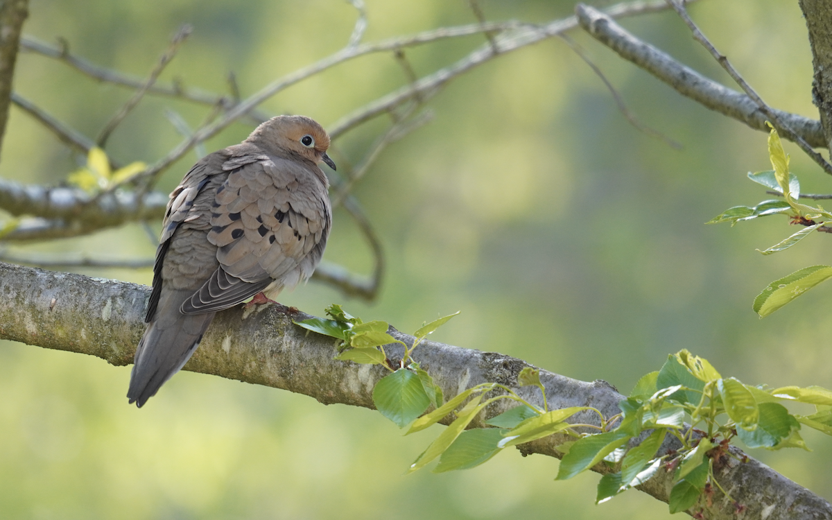 Mourning Dove - Ethan Kang