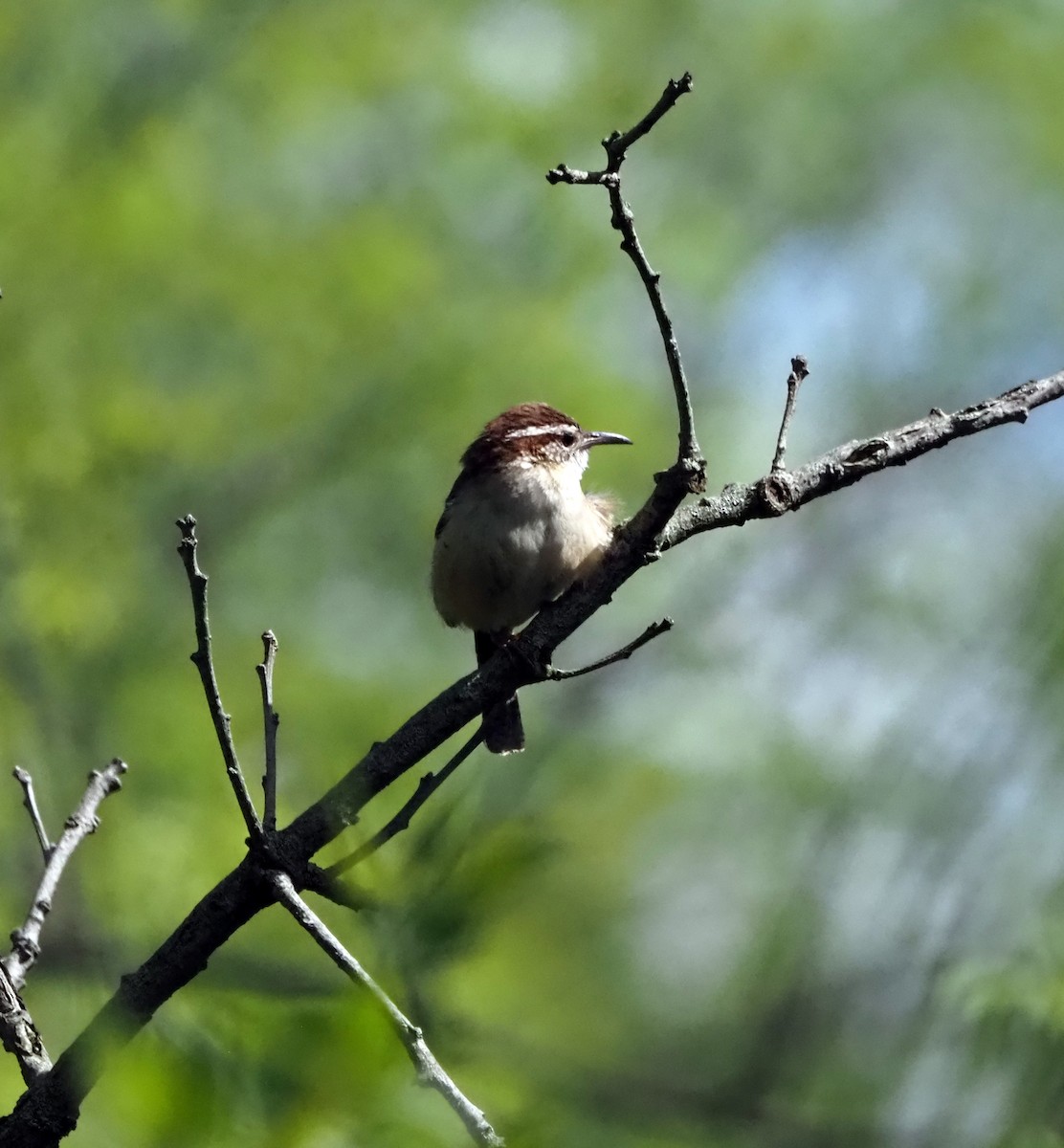 Carolina Wren - Wendy Conrad