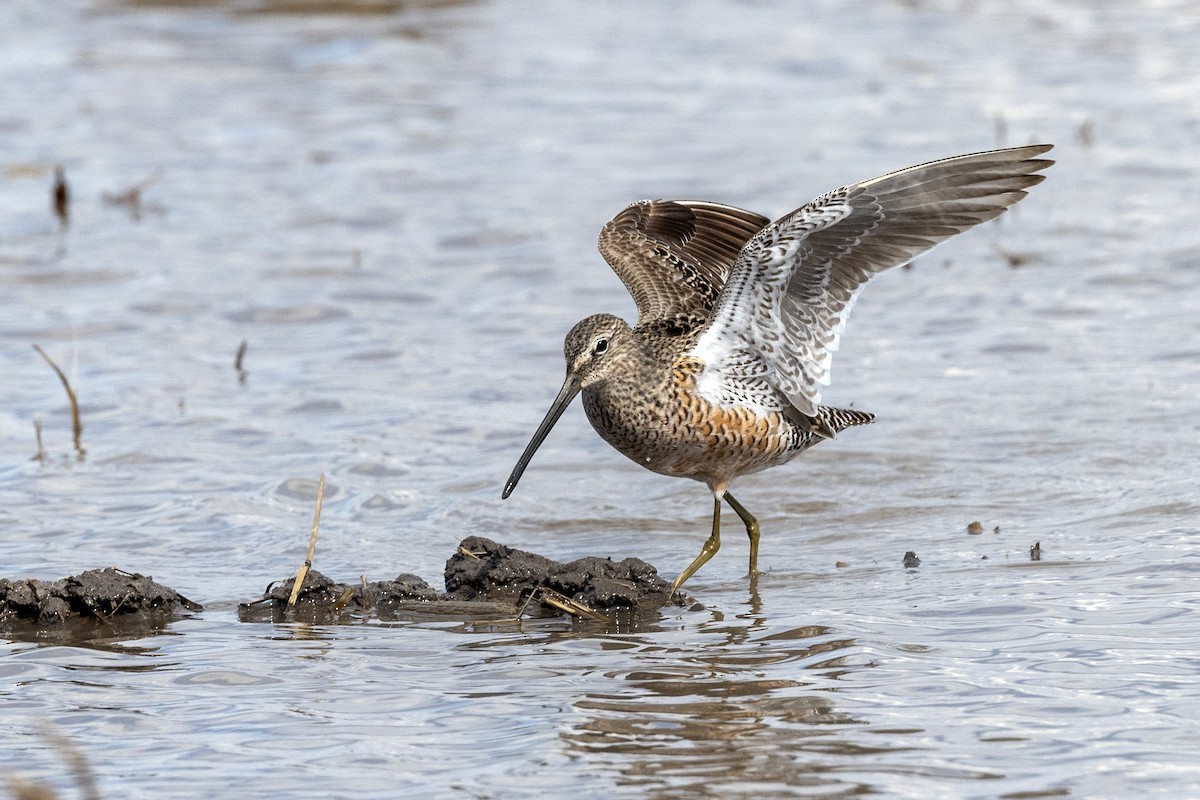 Long-billed Dowitcher - ML618794679