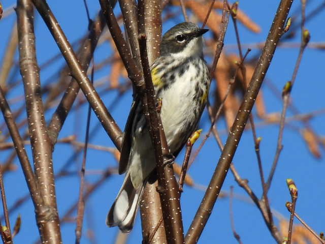 Yellow-rumped Warbler - ML618794692