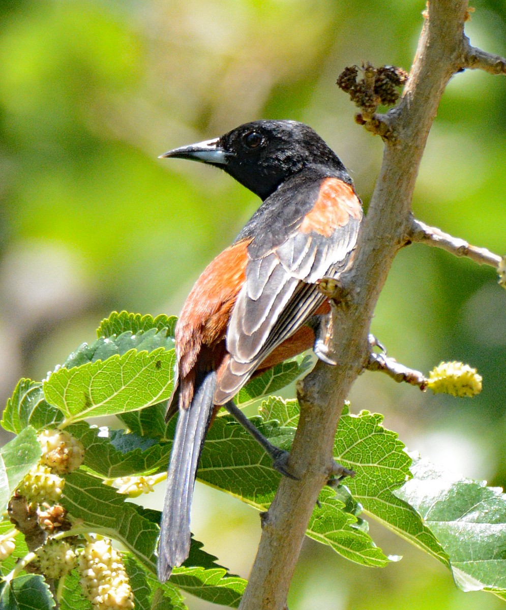 Orchard Oriole - Michael J Good