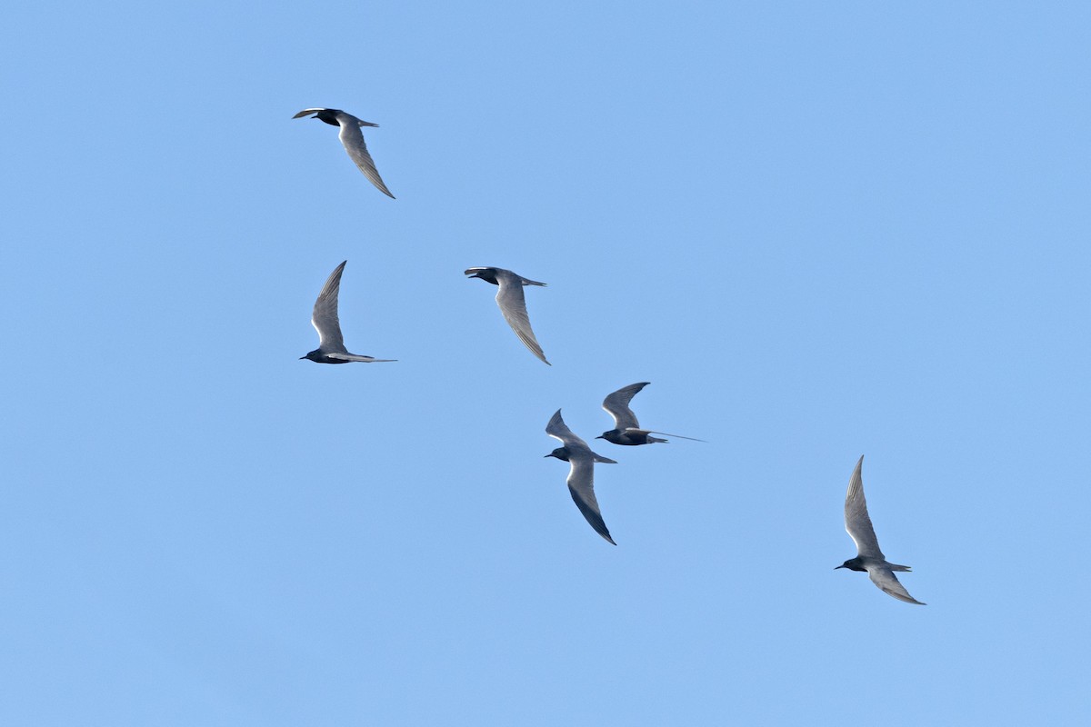 Black Tern - Colleen Childers