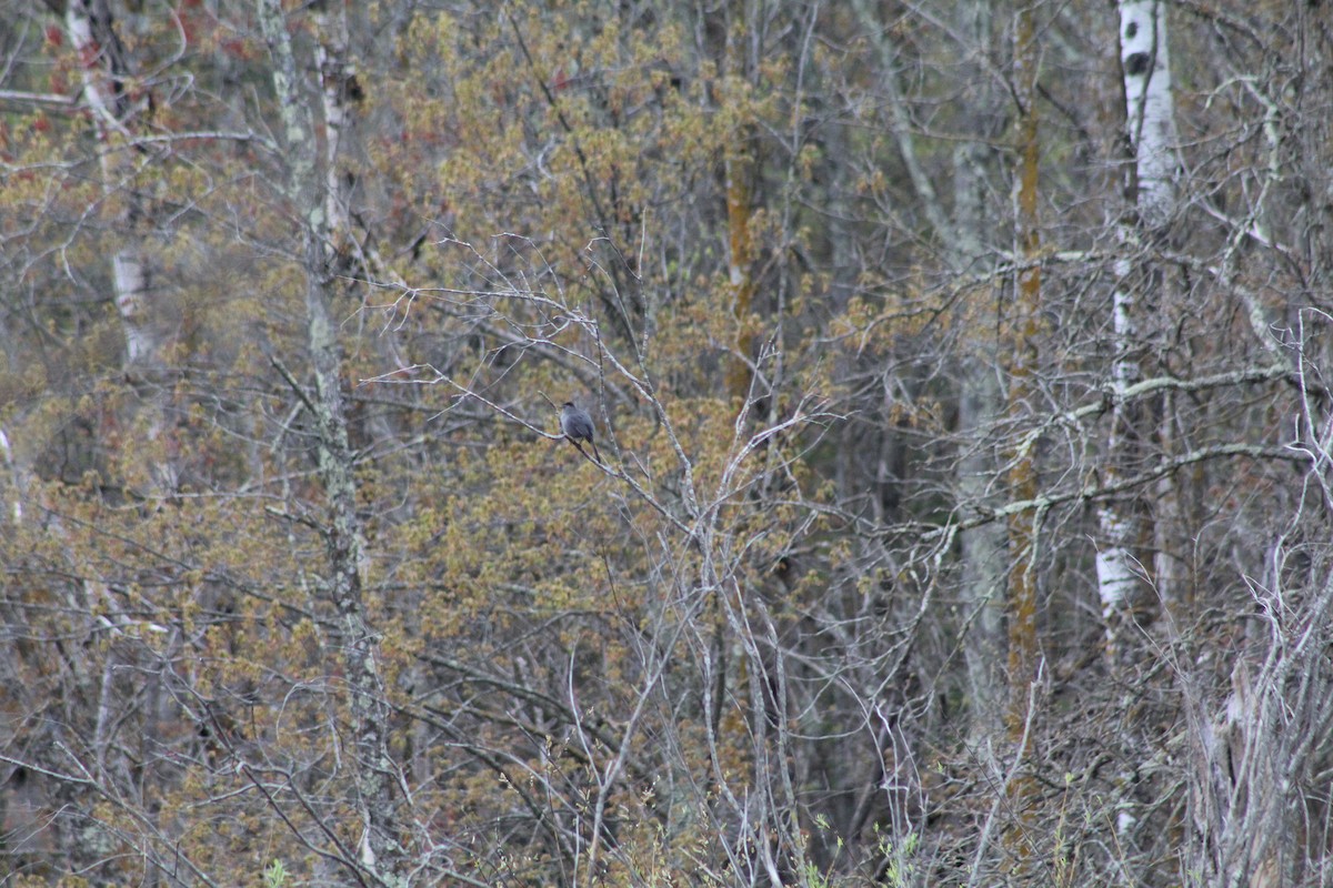 Gray Catbird - ML618794729