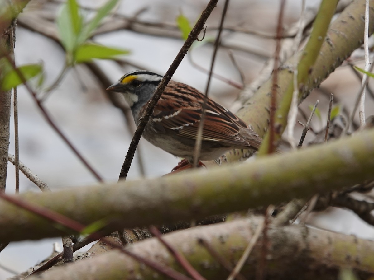 White-throated Sparrow - Robin Oxley 🦉