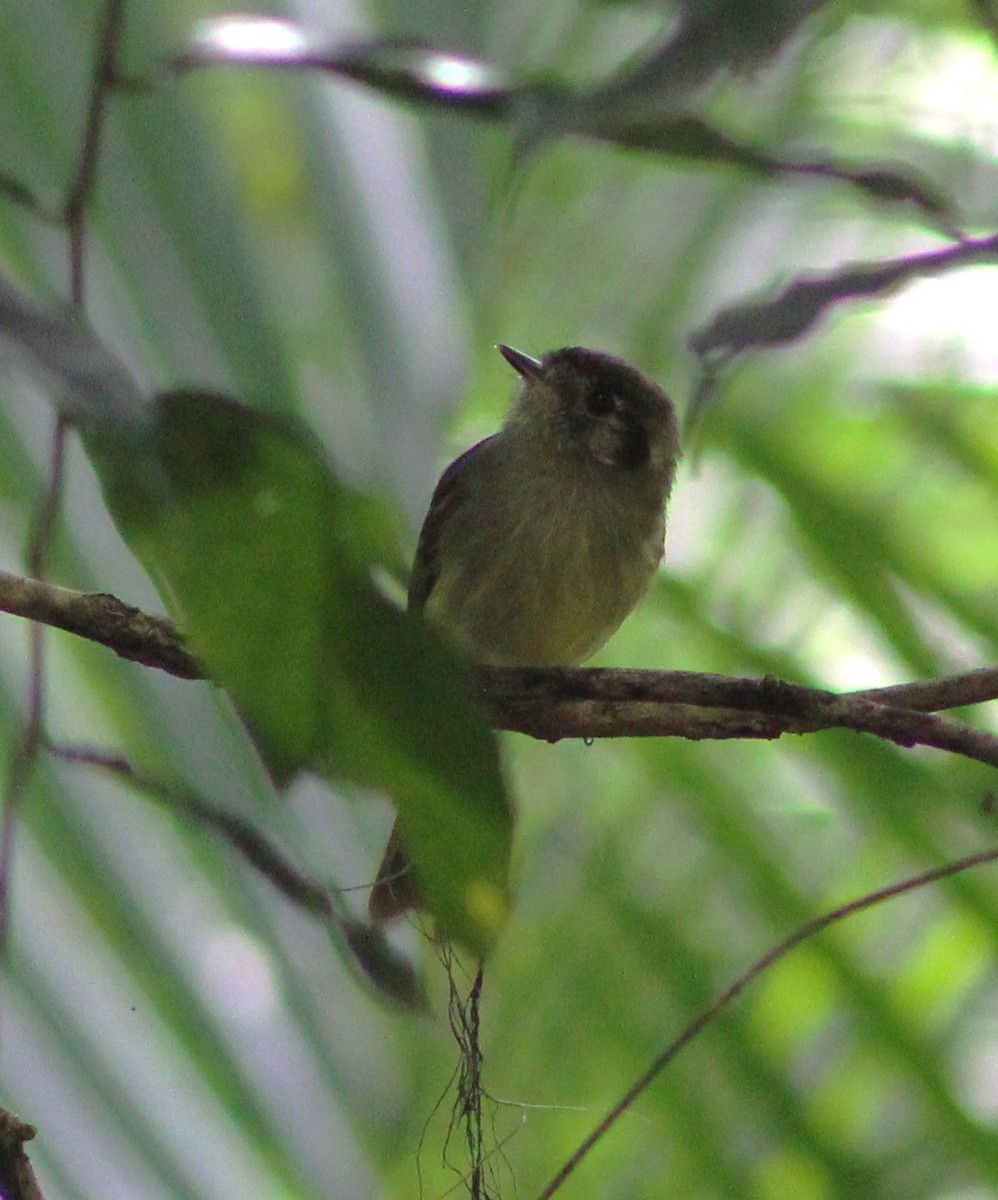 Sepia-capped Flycatcher - Pedro Behne