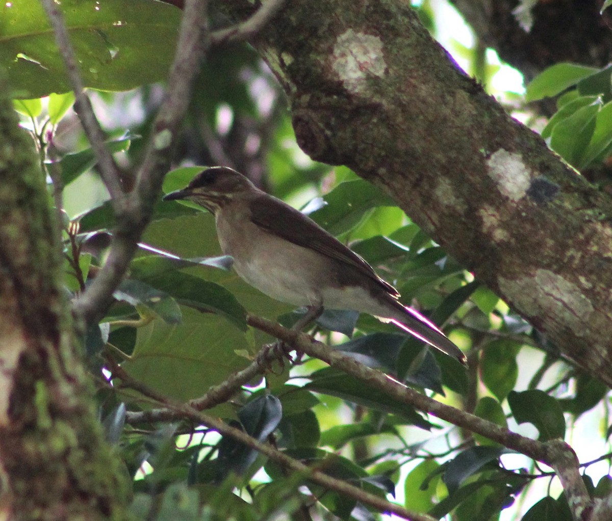 Creamy-bellied Thrush - Pedro Behne