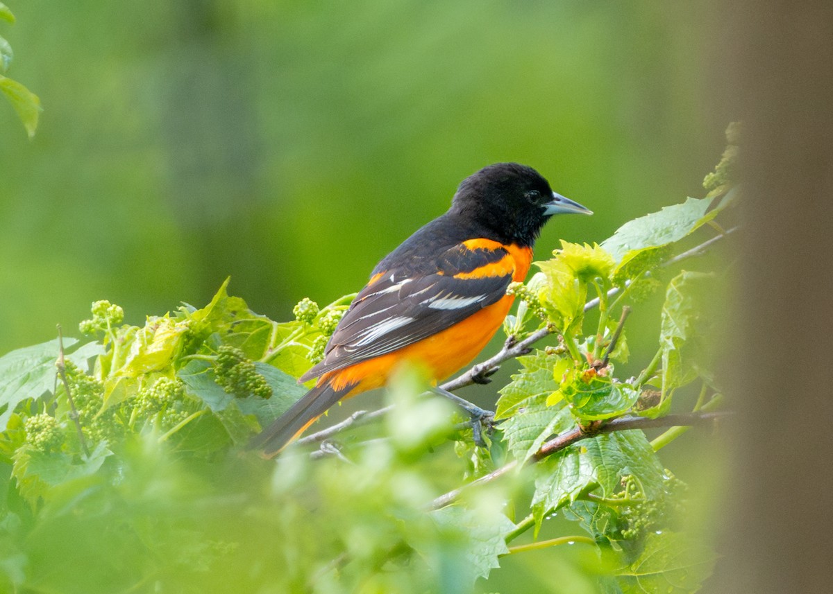 Baltimore Oriole - Dori Eldridge