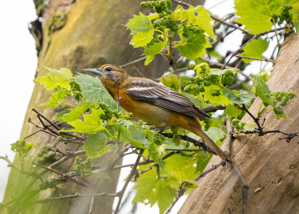 Baltimore Oriole - Dori Eldridge