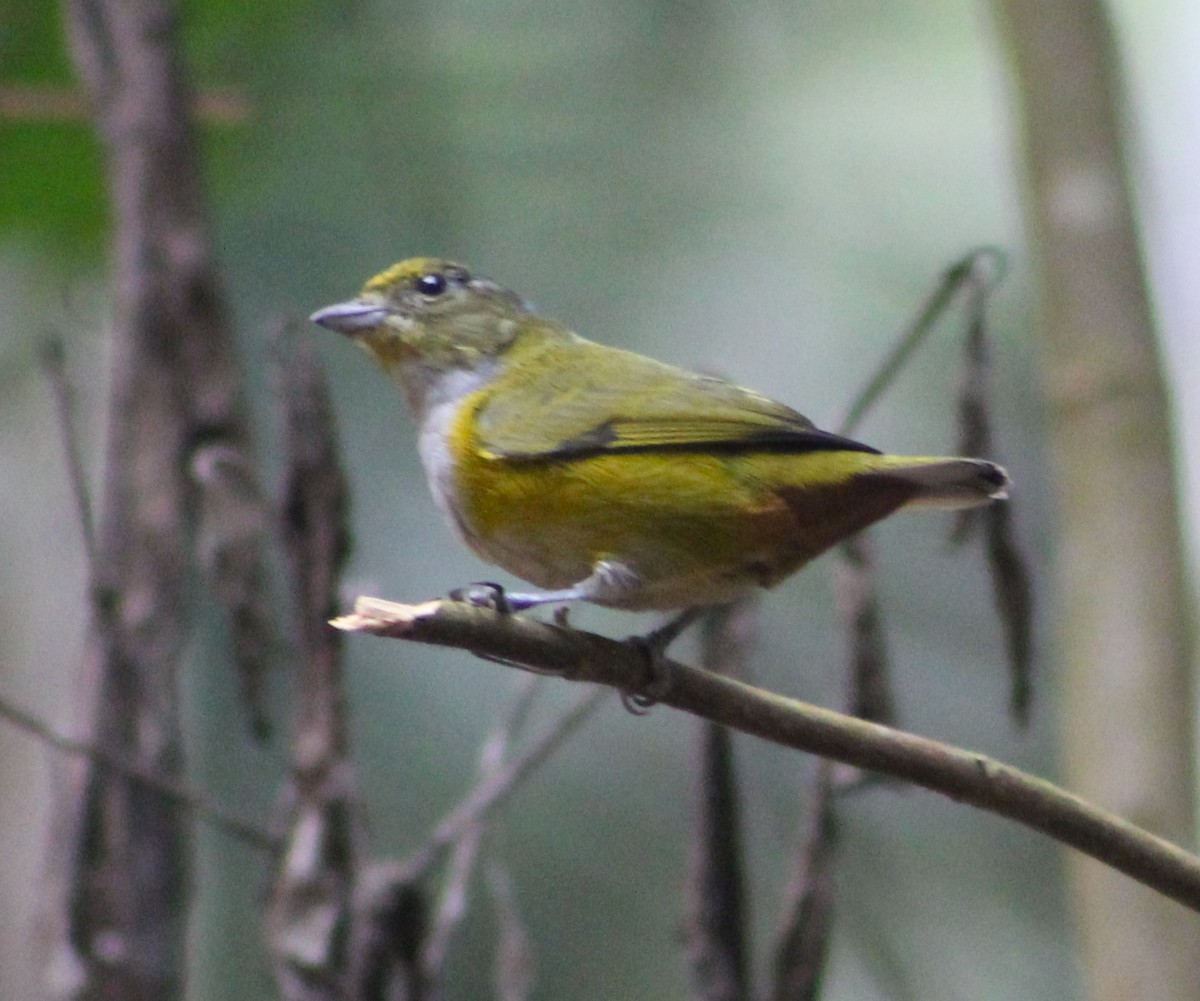 Chestnut-bellied Euphonia - Pedro Behne