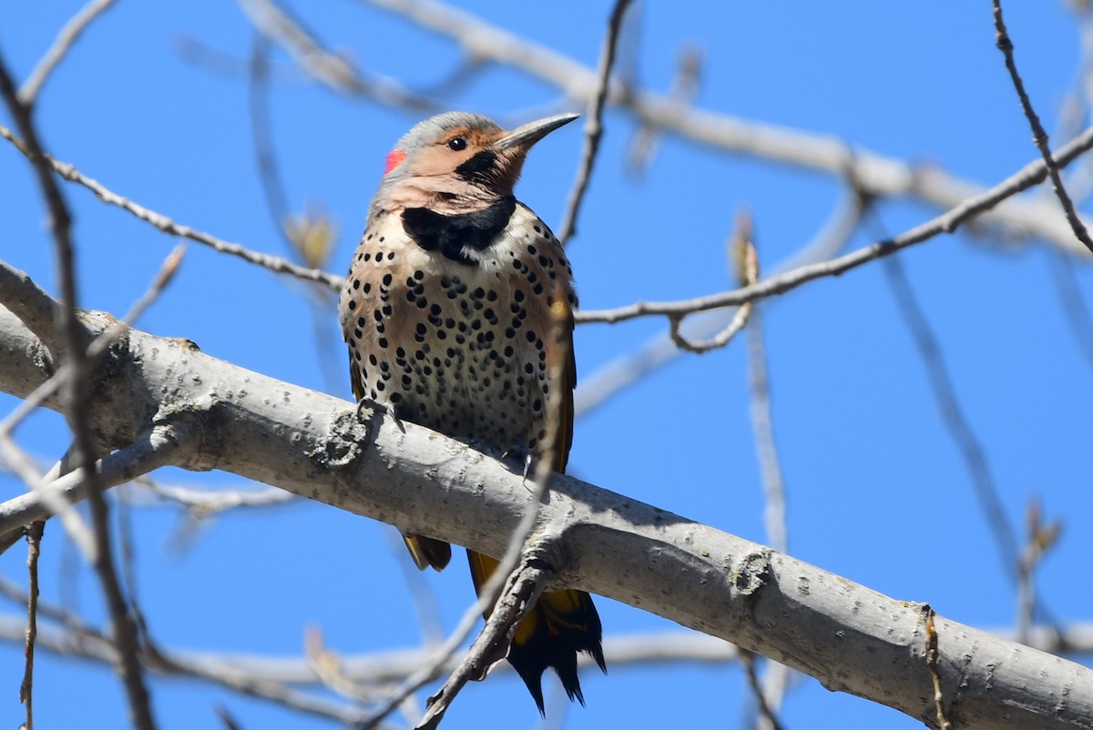 Northern Flicker - Michele Chartier