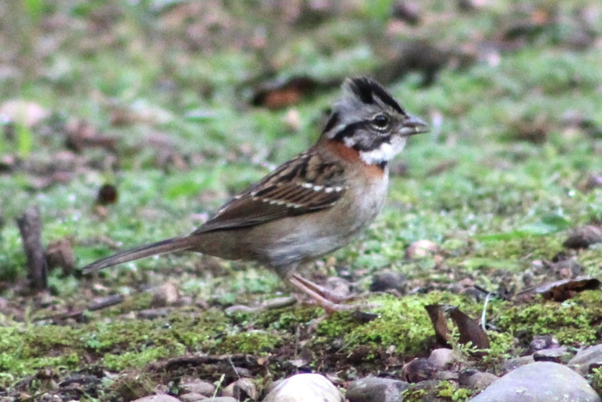 Rufous-collared Sparrow - Pedro Behne