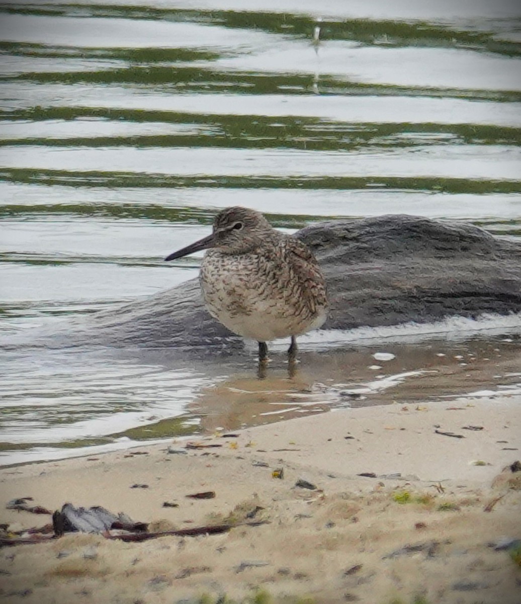 Willet (Eastern) - ML618794815