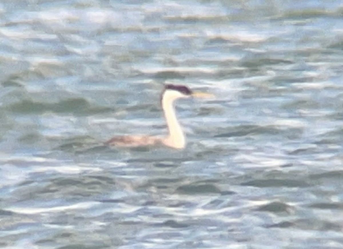 Western Grebe - ML618794823