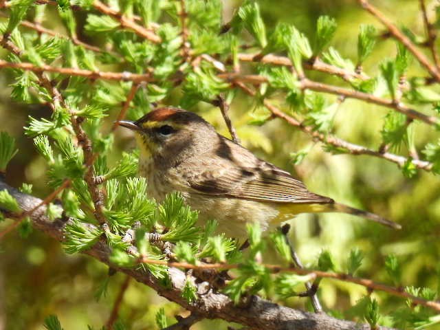 Palm Warbler - Joe McGill