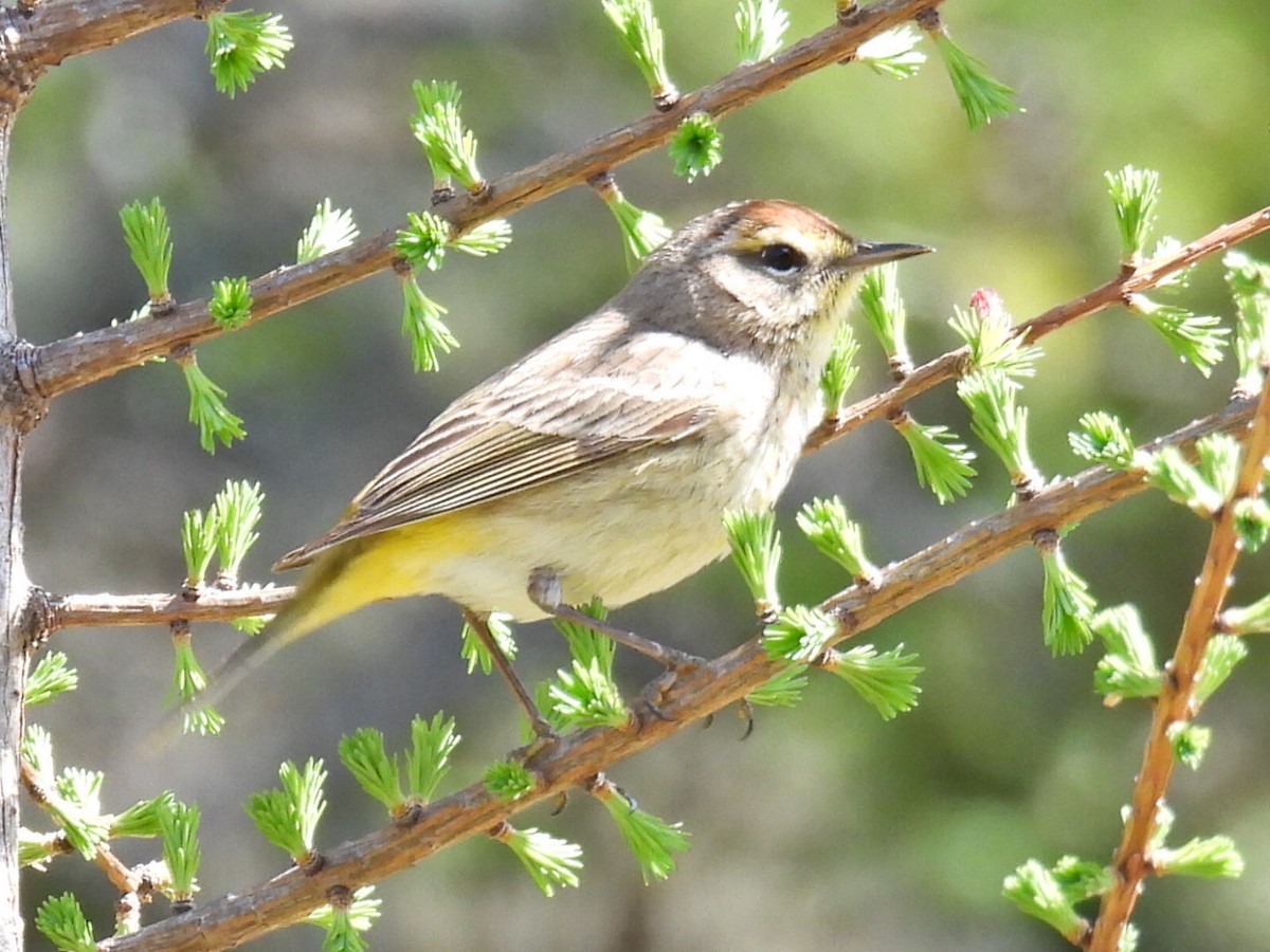 Palm Warbler - Joe McGill