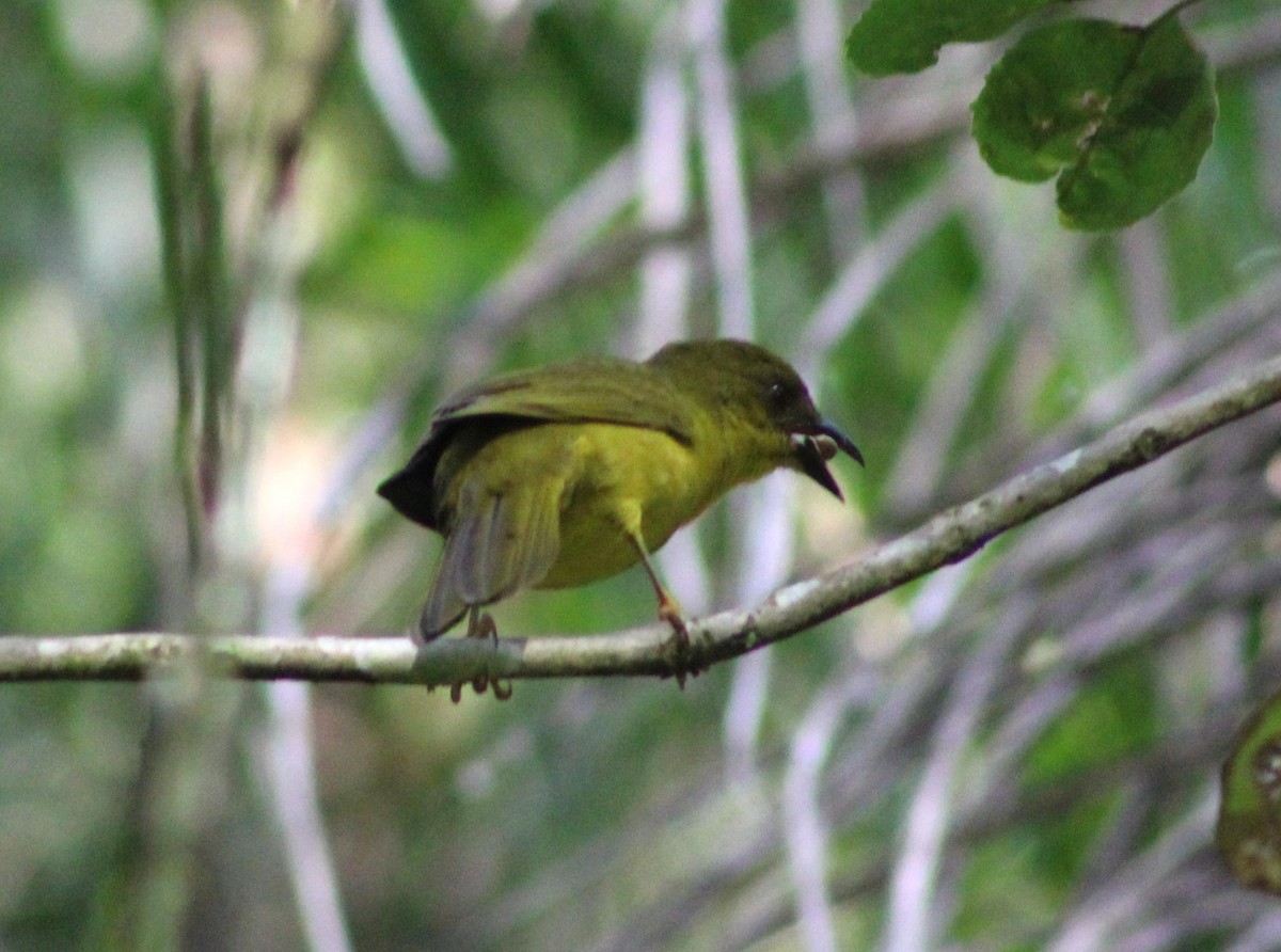 Olive-green Tanager - Pedro Behne